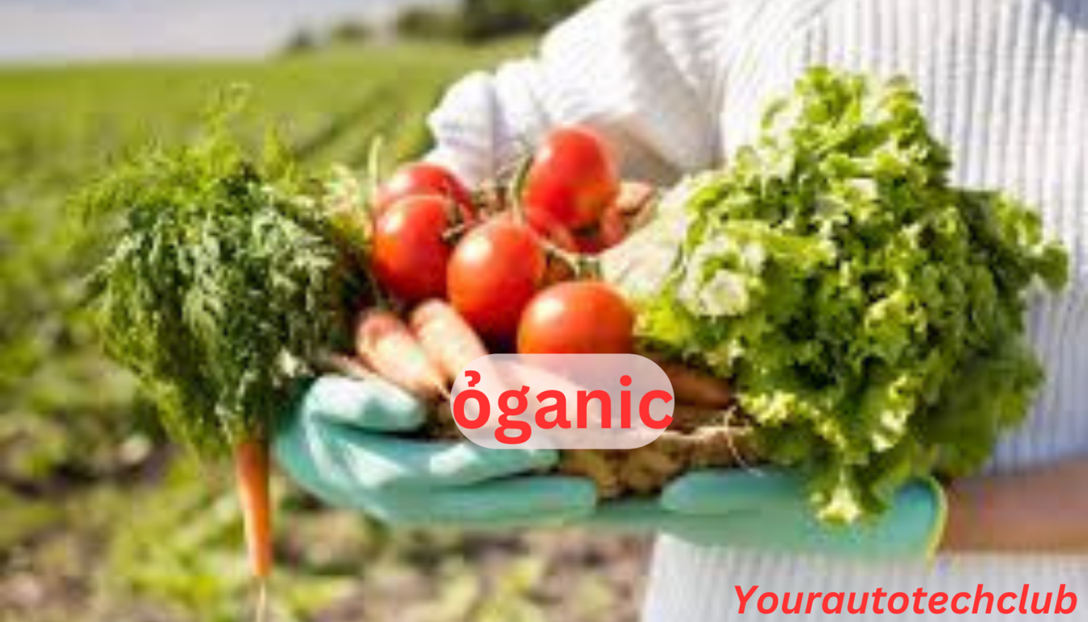 ỏganic